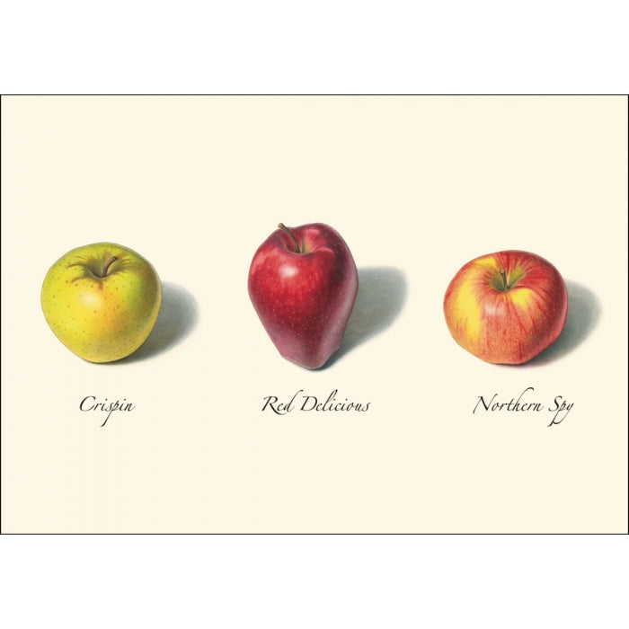Apple Assortment Boxed Set of Cards