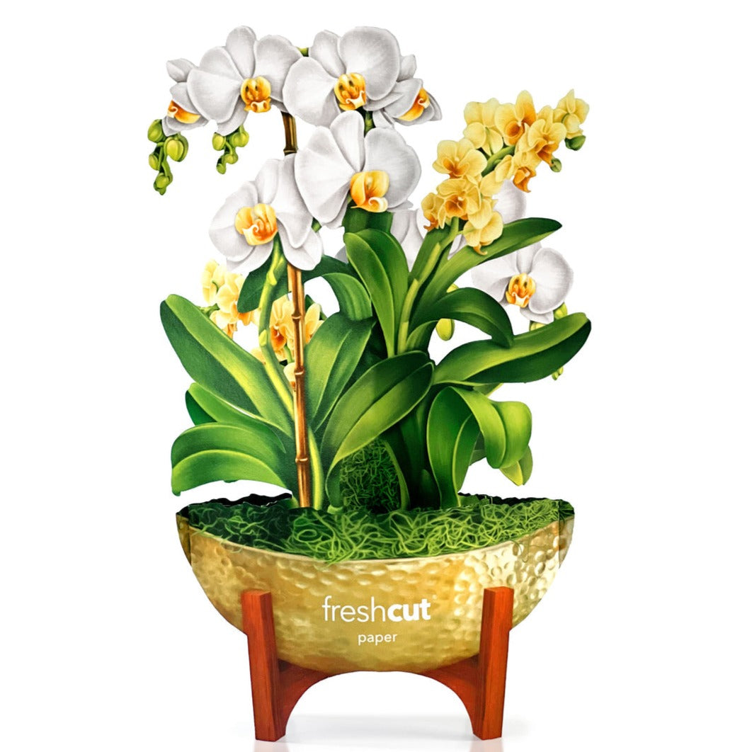 A potted arrangement of artificial orchids with a wooden stand against a white background, accompanied by a Fresh Cut Paper Mini Pop Up Flower Bouquet.