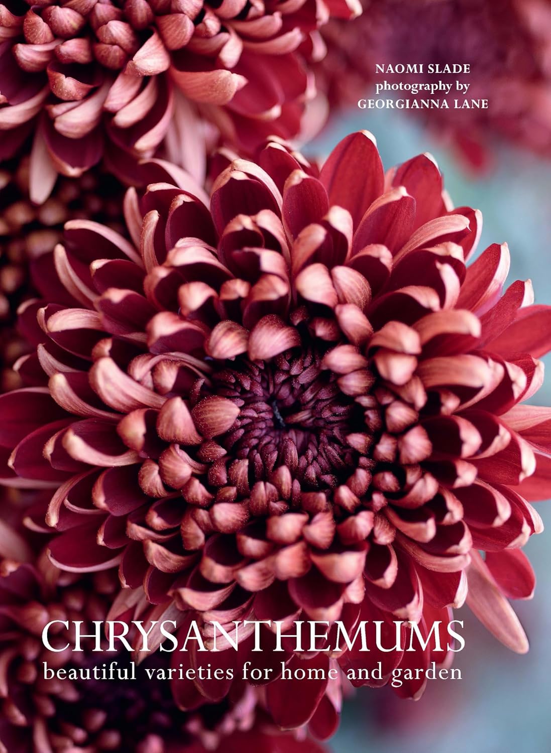 Chrysanthemums: Beautiful Varieties for Home and Garden