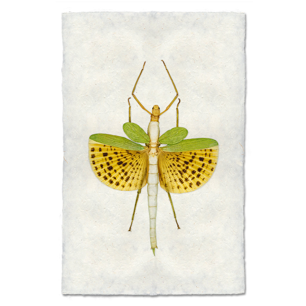 A fine art photography print of a Spotted Stick Bug  by Barloga Studios. 