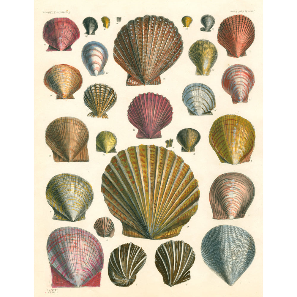 A sheet of wrapping paper with a beige background and different color and sized seashells. 