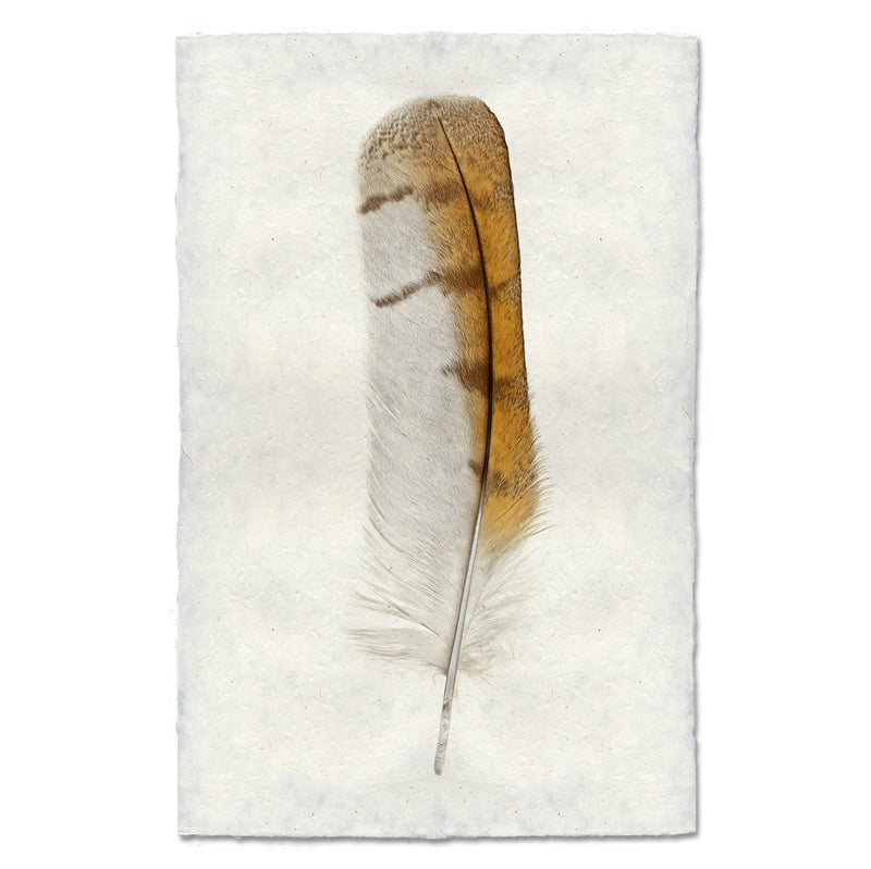 Photo of a barn owl feather. 