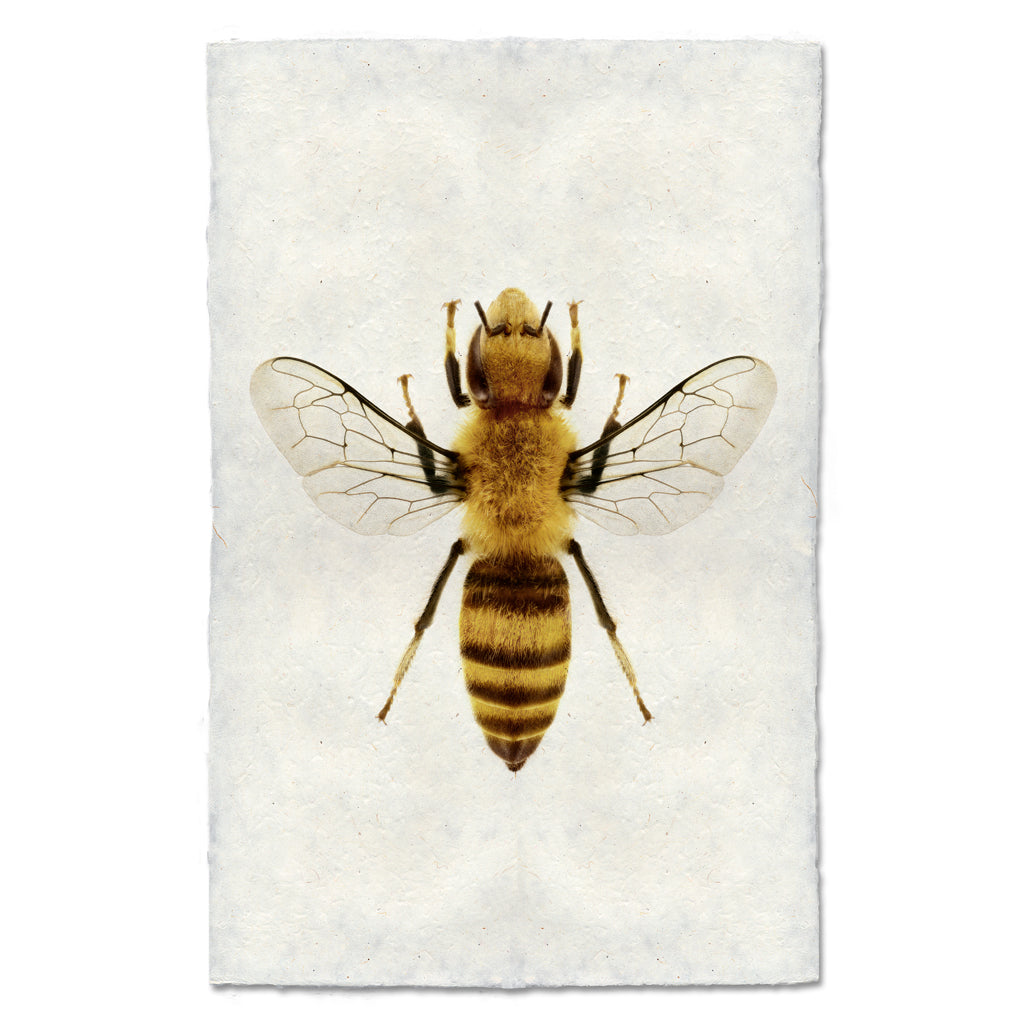 A fine art bee photography print from Barloga Studios.