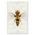 A fine art bee photography print from Barloga Studios.