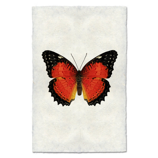 Butterfly #15 Art Print – Hester & Cook