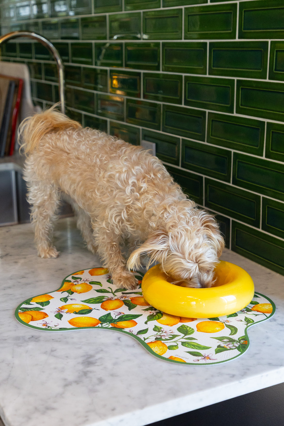 A small fluffy beige dog drinks from a bright yellow ring-shaped bowl placed on a white marble countertop. The bowl sits on a decorative placemat with an orange and green fruit print, in front of a green subway tile wall.