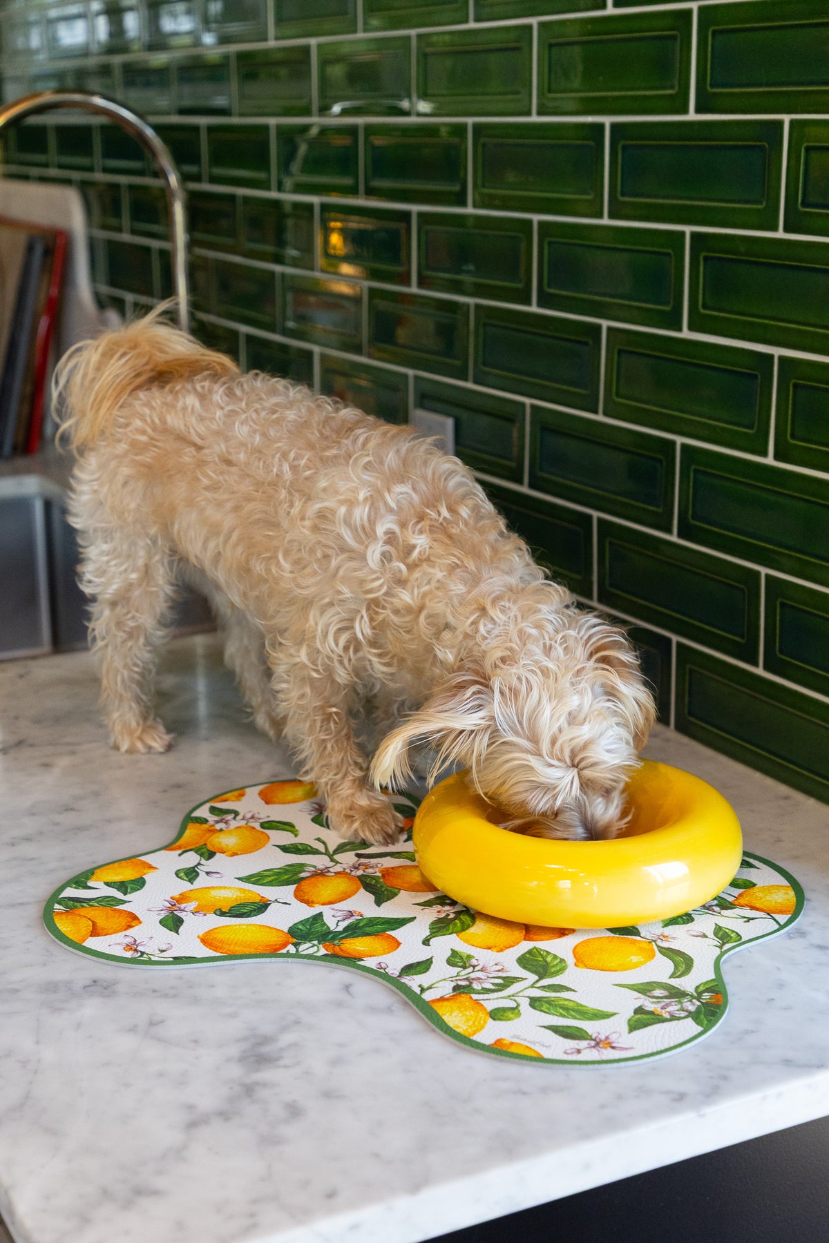 A small fluffy beige dog drinks from a bright yellow ring-shaped bowl placed on a white marble countertop. The bowl sits on a decorative placemat with an orange and green fruit print, in front of a green subway tile wall.