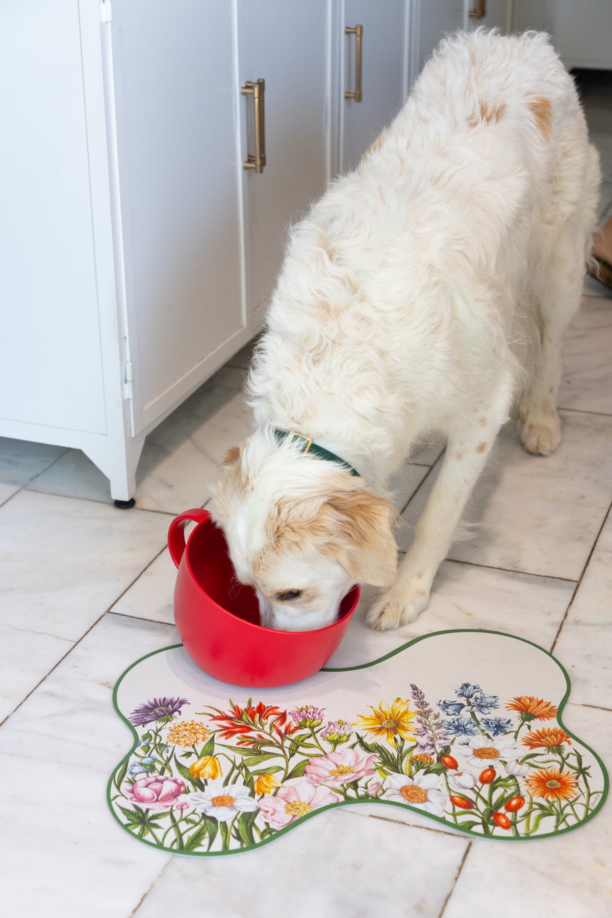 A white dog with light tan patches drinks from a red bowl placed on a bone-shaped rug with a colorful wildflower pattern, in a kitchen setting.