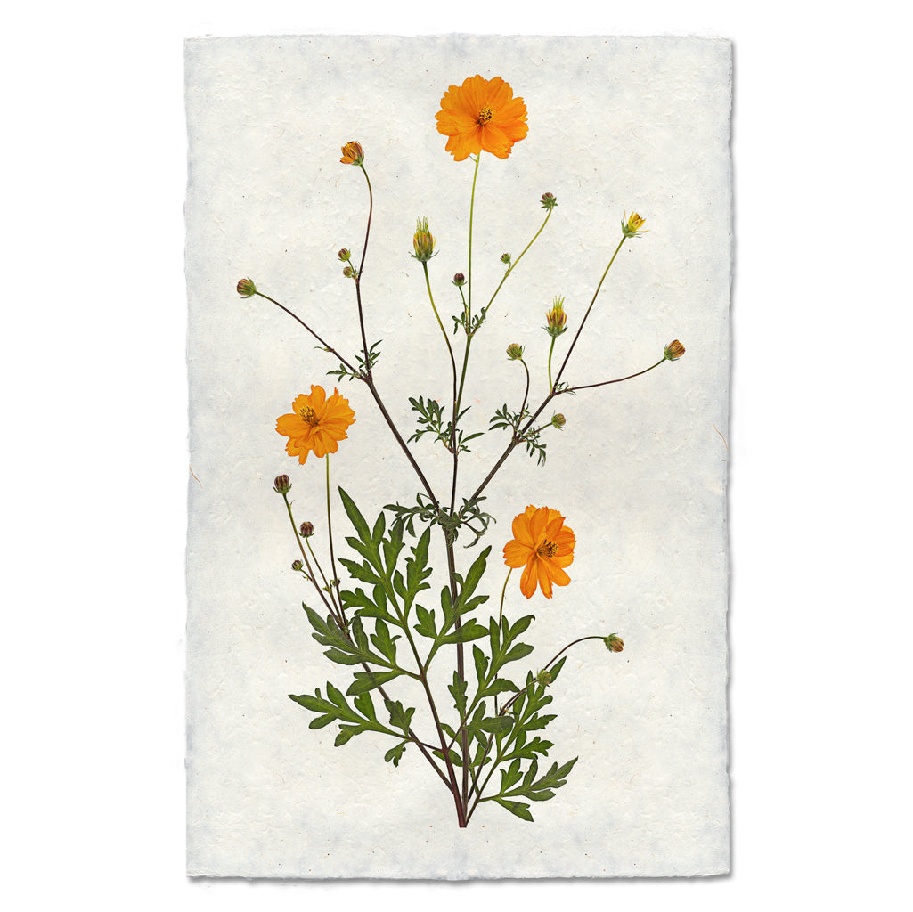 Cosmos Art Print – Hester & Cook