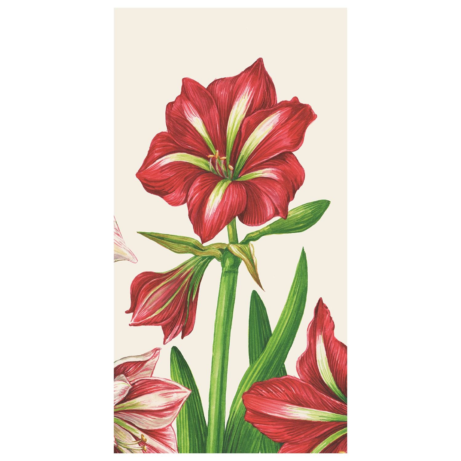 A rectangular paper guest napkin featuring bright red illustrated amaryllis blooms with green stems on a cream background. 