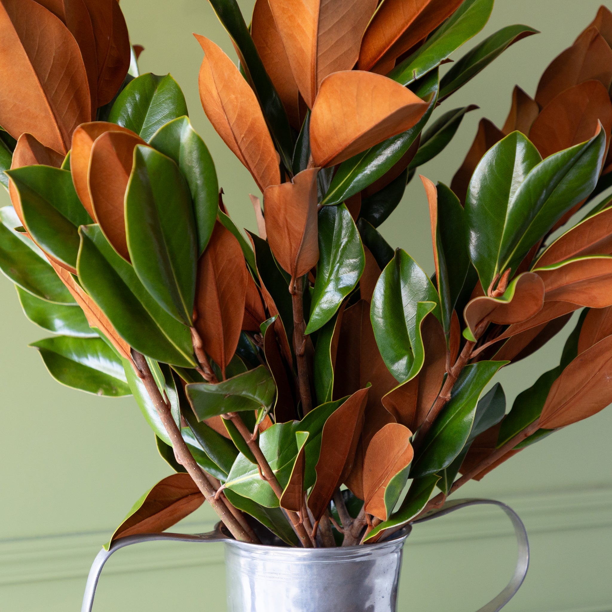 Magnolia Vase Branches