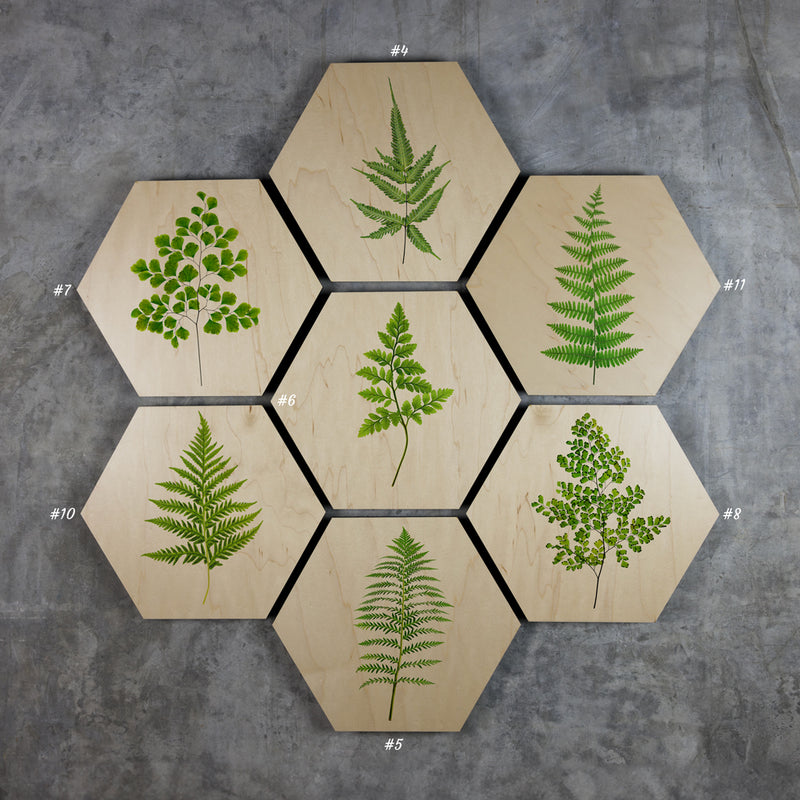 Ferns- Geometric