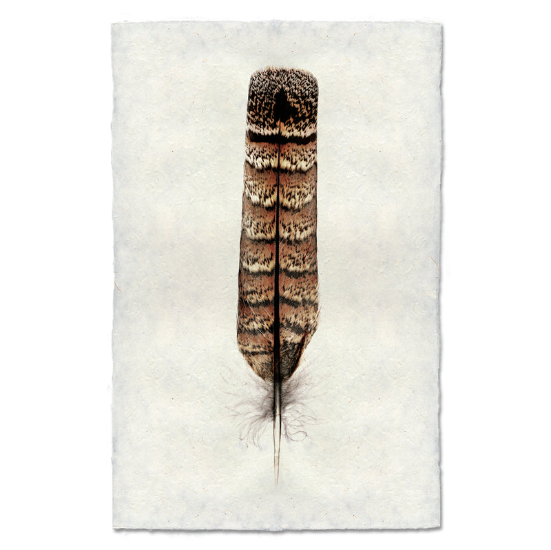 Artwork of a grouse feather. 
