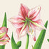 A square paper cocktail napkin featuring pink and red illustrated amaryllis blooms with green stems on a cream background. 