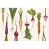 An illustrated series of vertically-aligned root vegetables in green orange, purple, red and white on a cream background.
