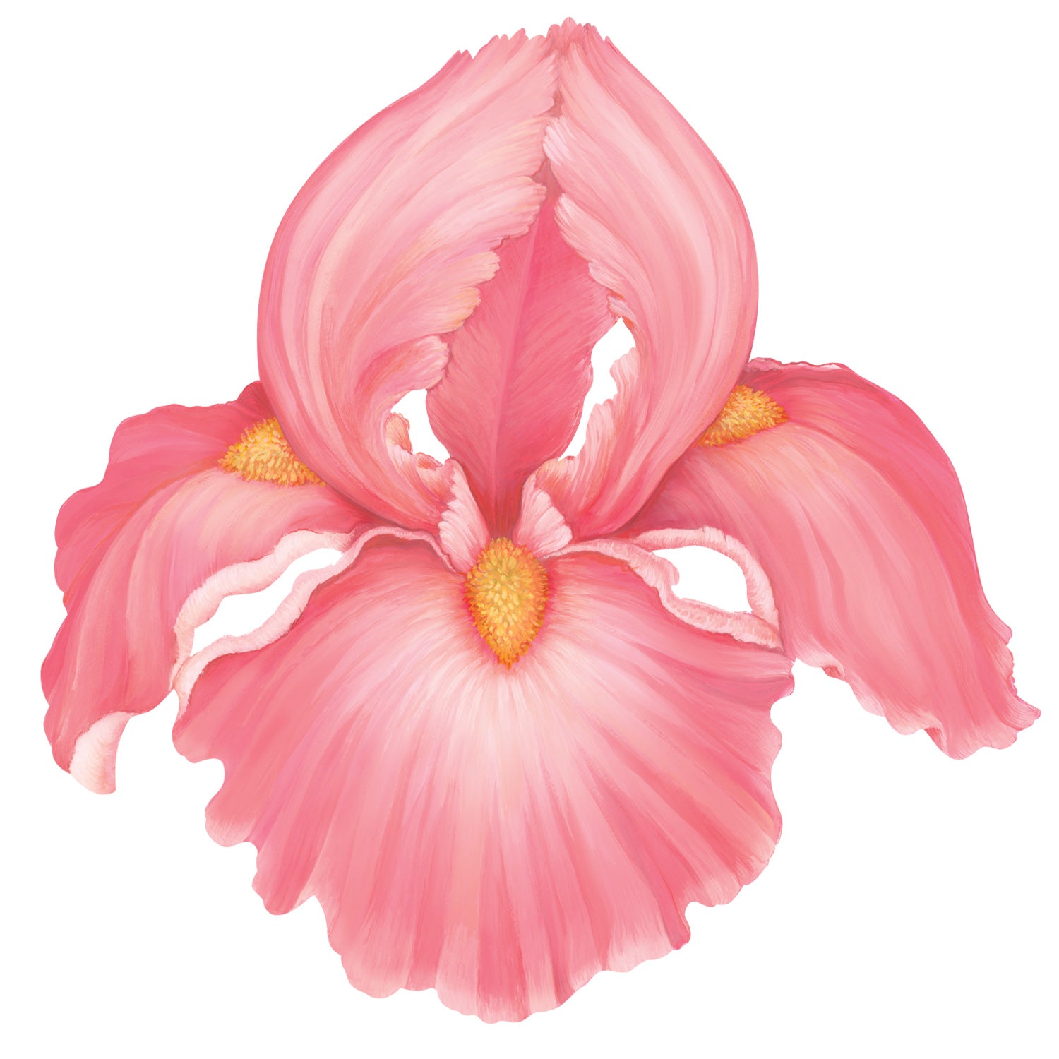 A die-cut illustrated iris bloom, in soft pink with a yellow center.