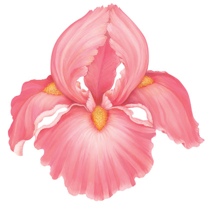 A die-cut illustrated iris bloom, in soft pink with a yellow center.