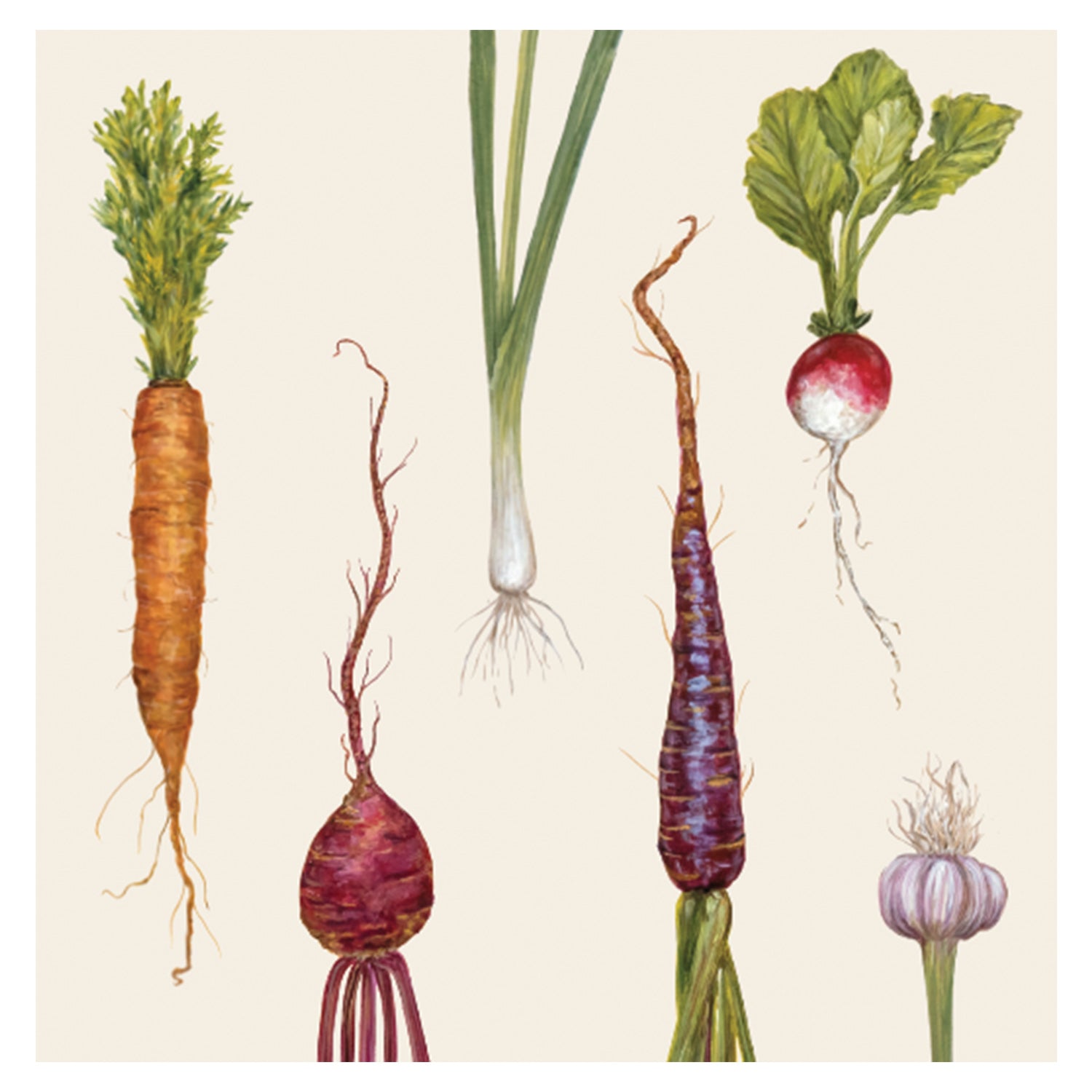This description showcases a variety of harvest vegetables including beets, carrots, radishes, onions, and garlic.
