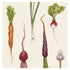 This description showcases a variety of harvest vegetables including beets, carrots, radishes, onions, and garlic.