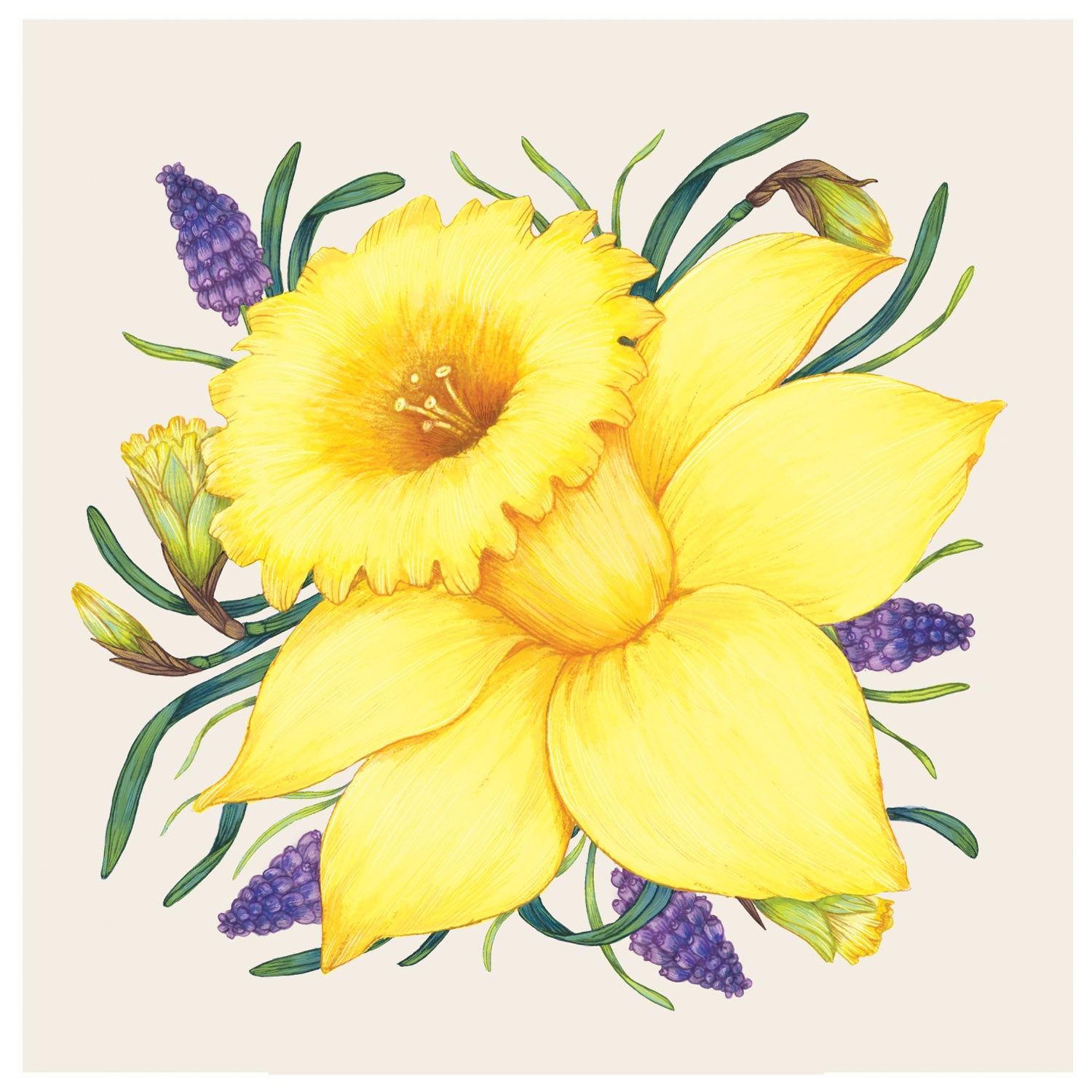 An illustration of a yellow Daffodil Napkins flower from Hester &amp; Cook, blooming in the spring.