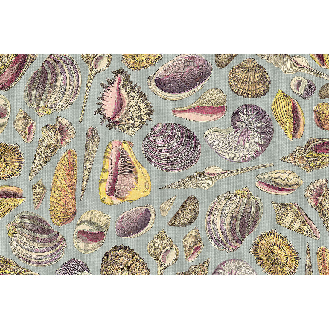 The Shell Study Placemat featuring a variety of shells on a blue background.