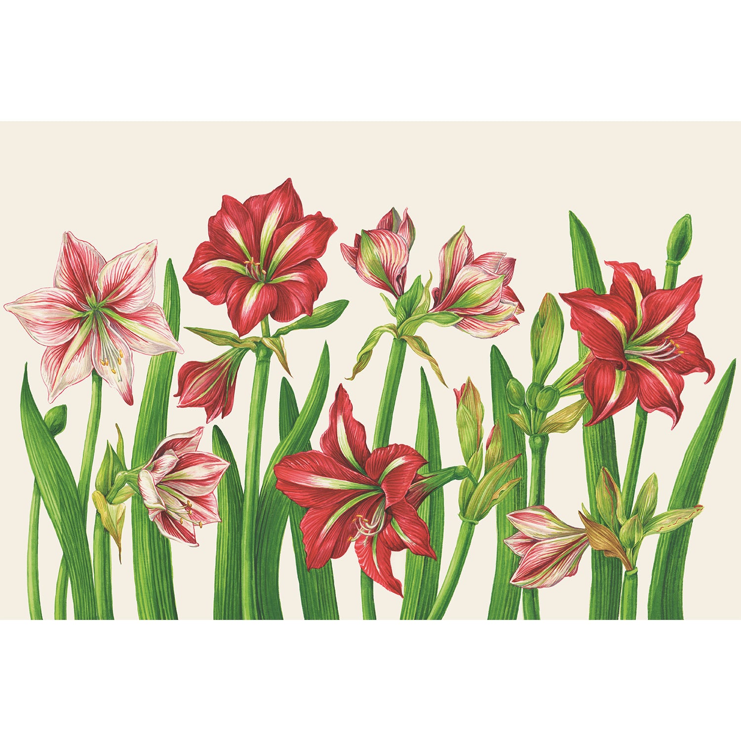 Illustration of red and pink amaryllis flowers with green leaves and buds on a light background.