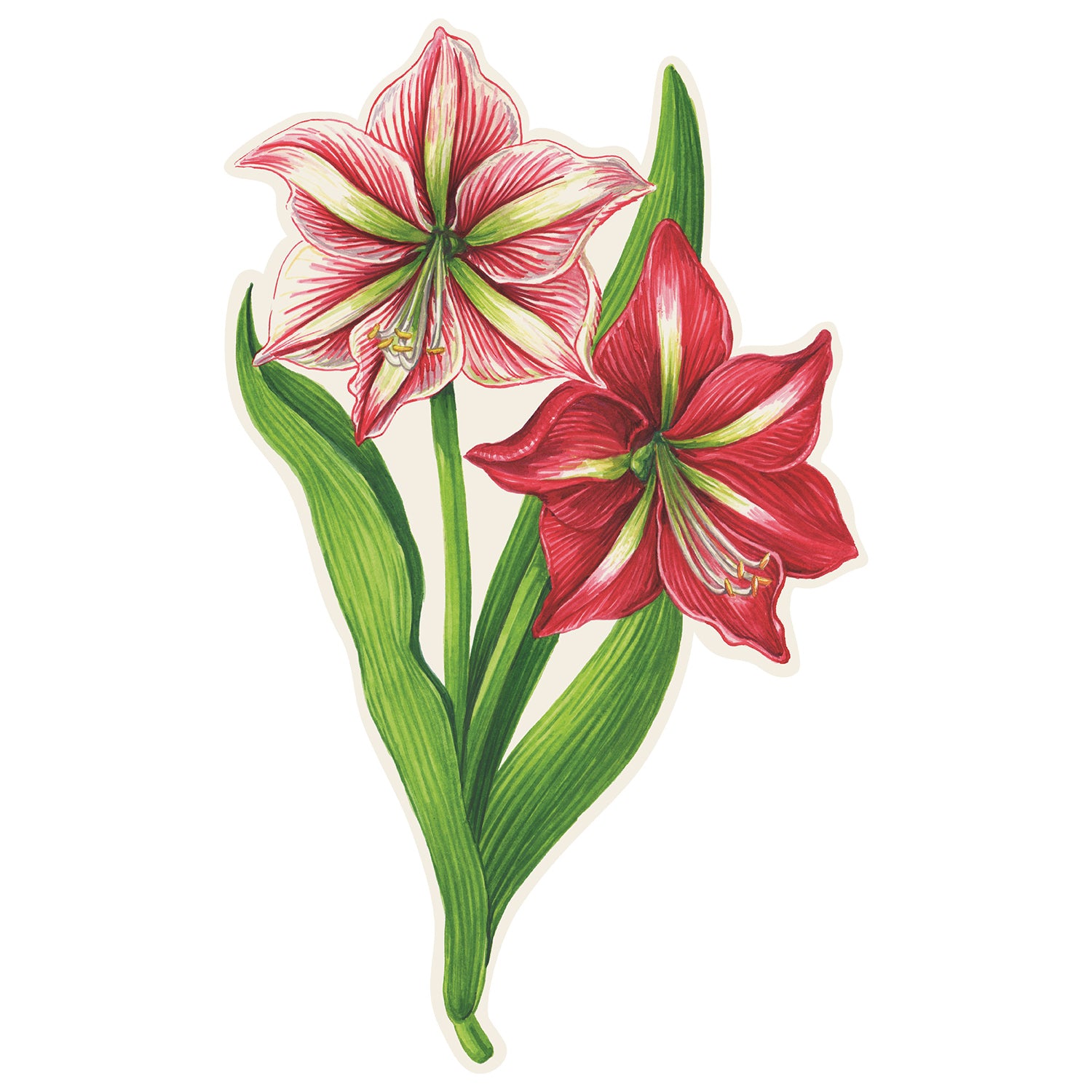 An illustration of a pink and red amaryllis flower with a green stem.
