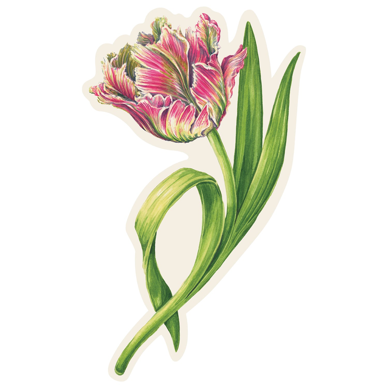 Illustration of a parrot tulip flower with green leaves on a cream background, cut to shape.