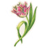 Illustration of a parrot tulip flower with green leaves on a cream background, cut to shape.