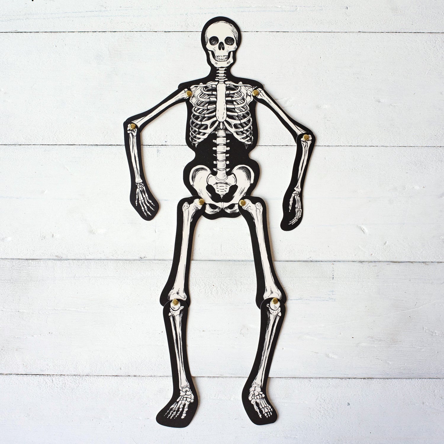 A paper skeleton made of nine die-cut pieces featuring white illustrated bones on a black background, attached together at the shoulder, elbow, hip and knee joints with brass brads.