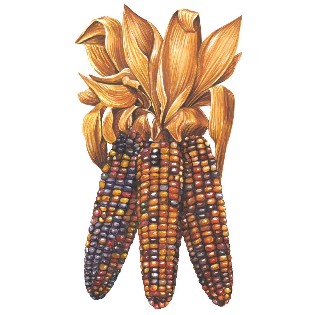 Illustration of colorful Hester &amp; Cook Maize Table Accent with husks as a fall table accent.