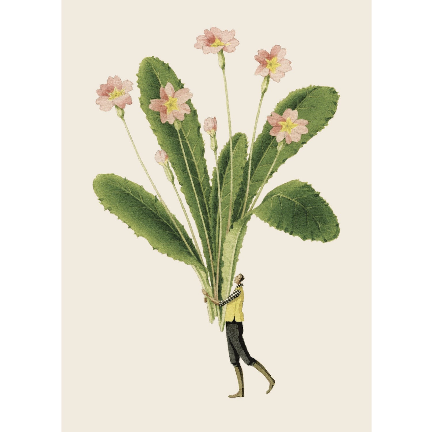 An illustration of a miniature man holding a large bundle of primrose flowers and stems.