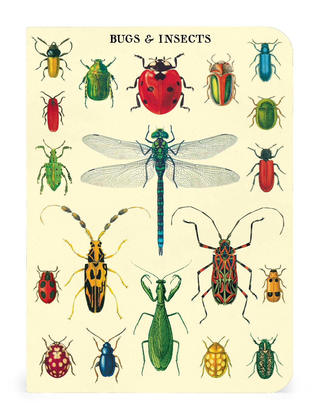 Vintage Bugs &amp; Insects 3 Mini Notebooks featuring Cavallini Papers &amp; Co vintage artwork.