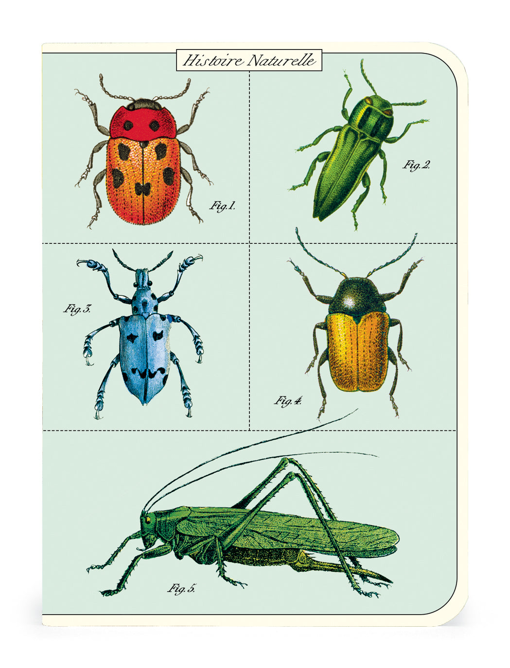 A set of Cavallini Papers &amp; Co vintage Bugs &amp; Insects 3 Mini Notebooks, featuring different insects, perfect for any notebook set or as mini notebooks.