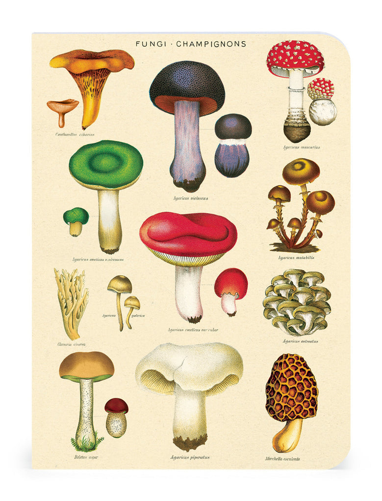 Various hand-drawn mushrooms mini notebook featuring images from the Cavallini archive.