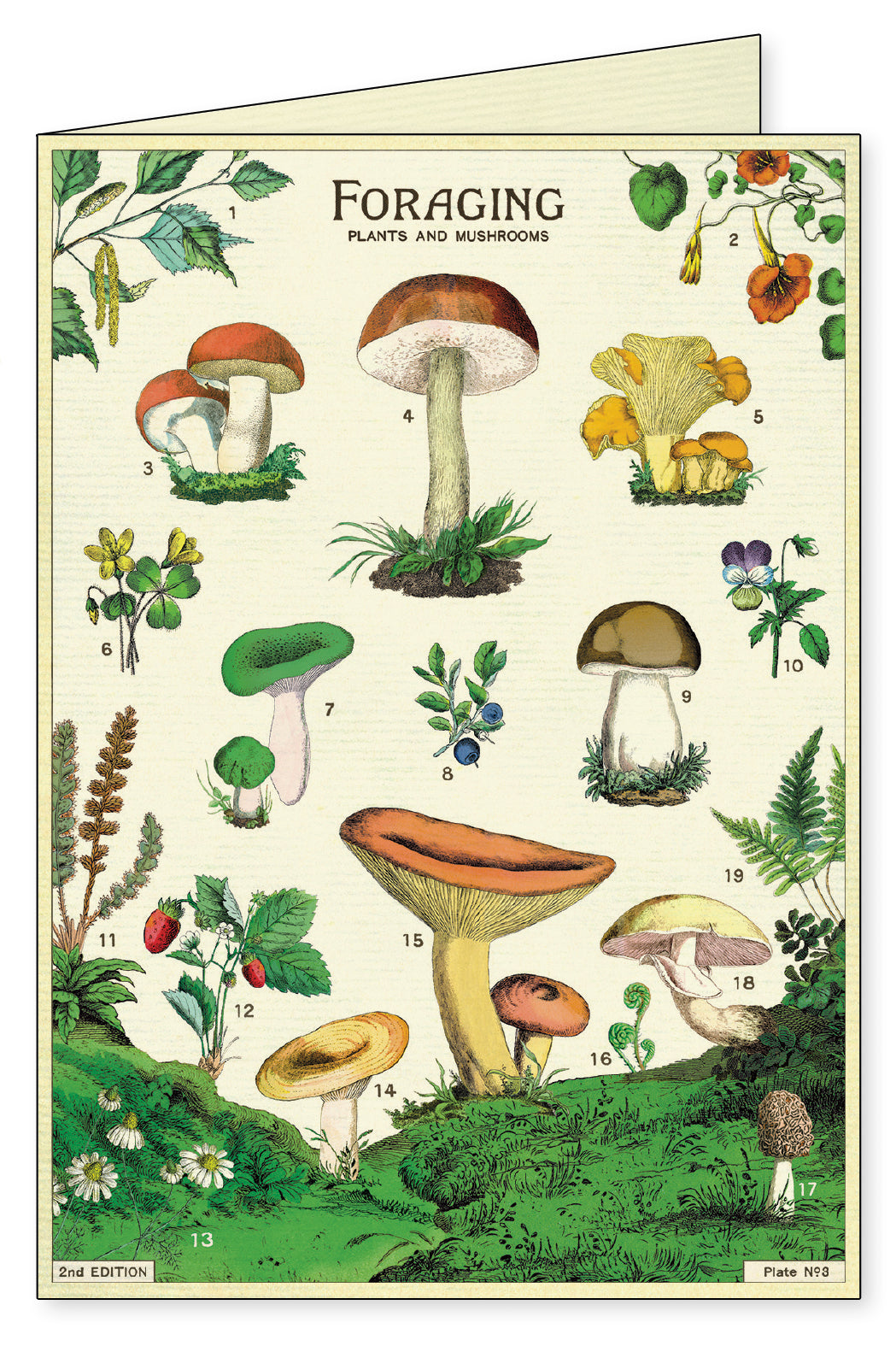 Foraging Notecards Set of 8