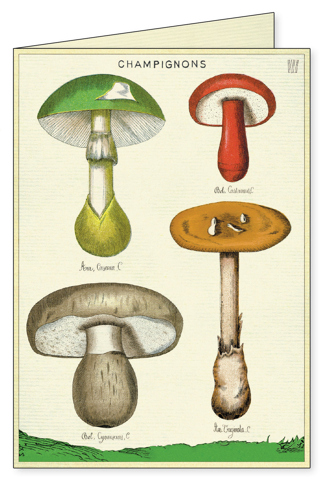Foraging Notecards Set of 8