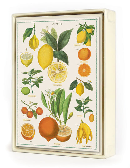 A framed Jardin Set of 8 Notecards illustration, printed on Italian paper, displaying various types of citrus fruits by Cavallini Papers &amp; Co.