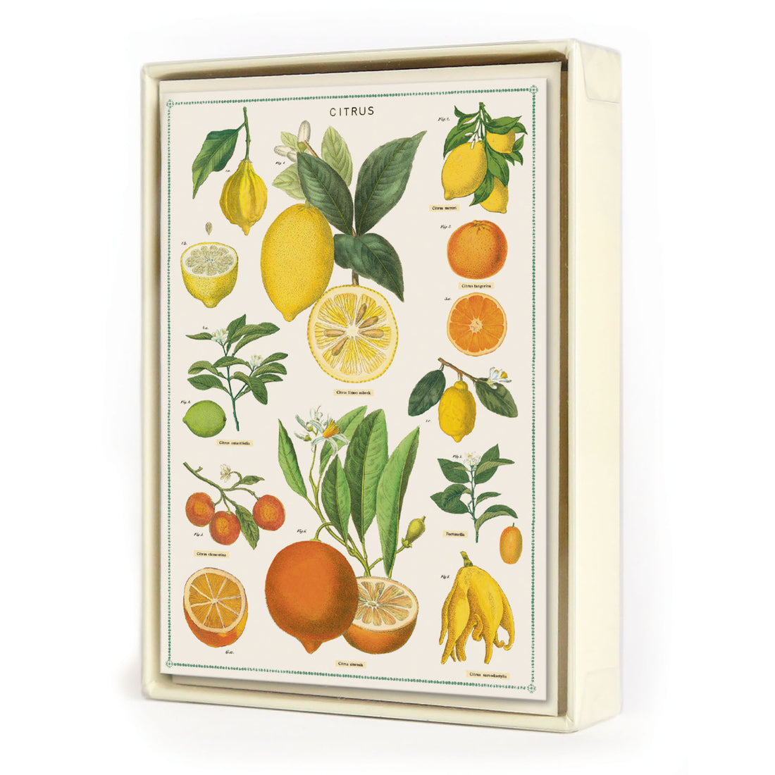 Jardin Boxed Set of 8 Notecards