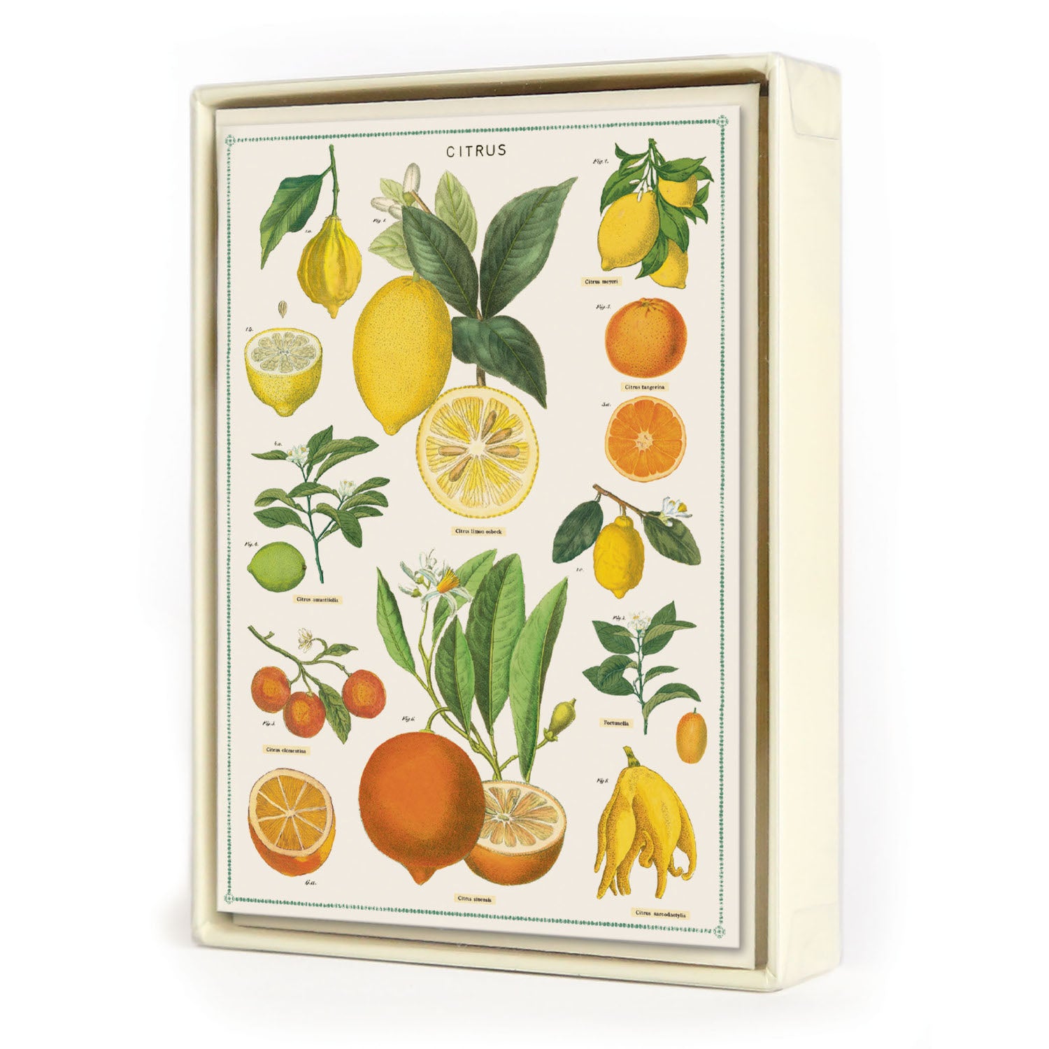 Jardin Boxed Set of 8 Notecards