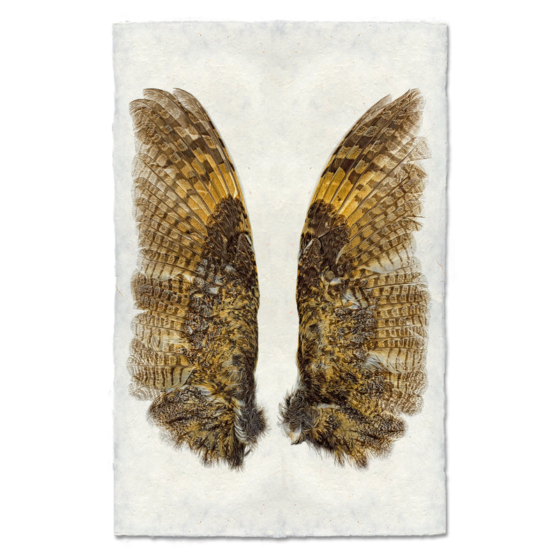 Artwork by Barloga Studios of a photograph of Owl wings. 