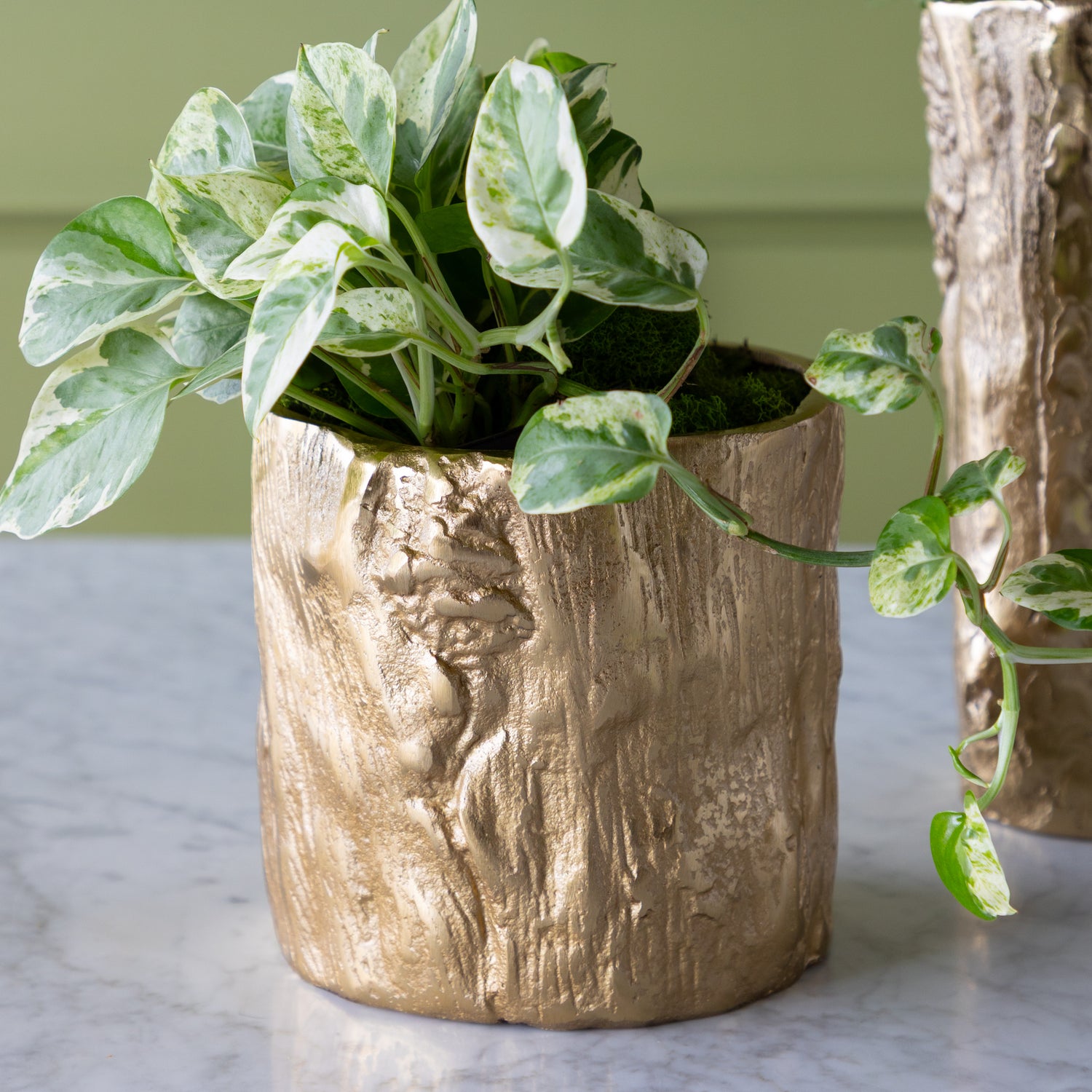 A short  Gold Birch Metal Vases with flowers on a marble surface with a green wall background.