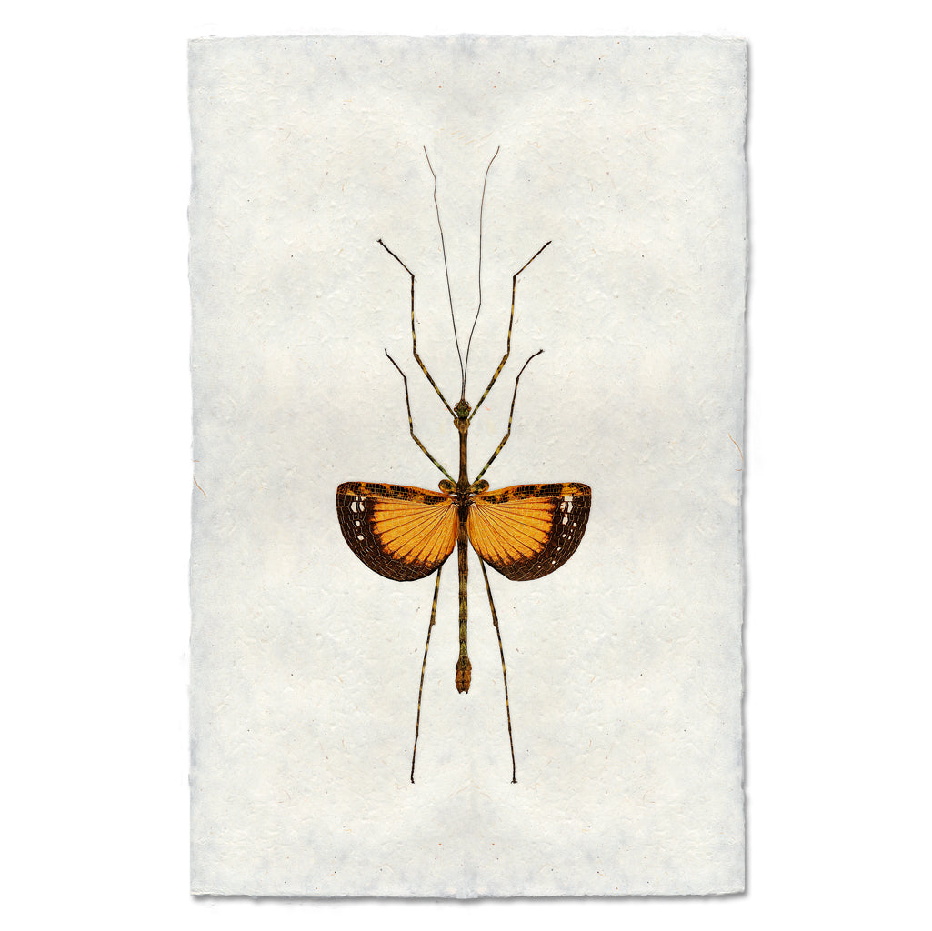 A fine art photography print of an Orange Stick Bug by Barloga Studios. 