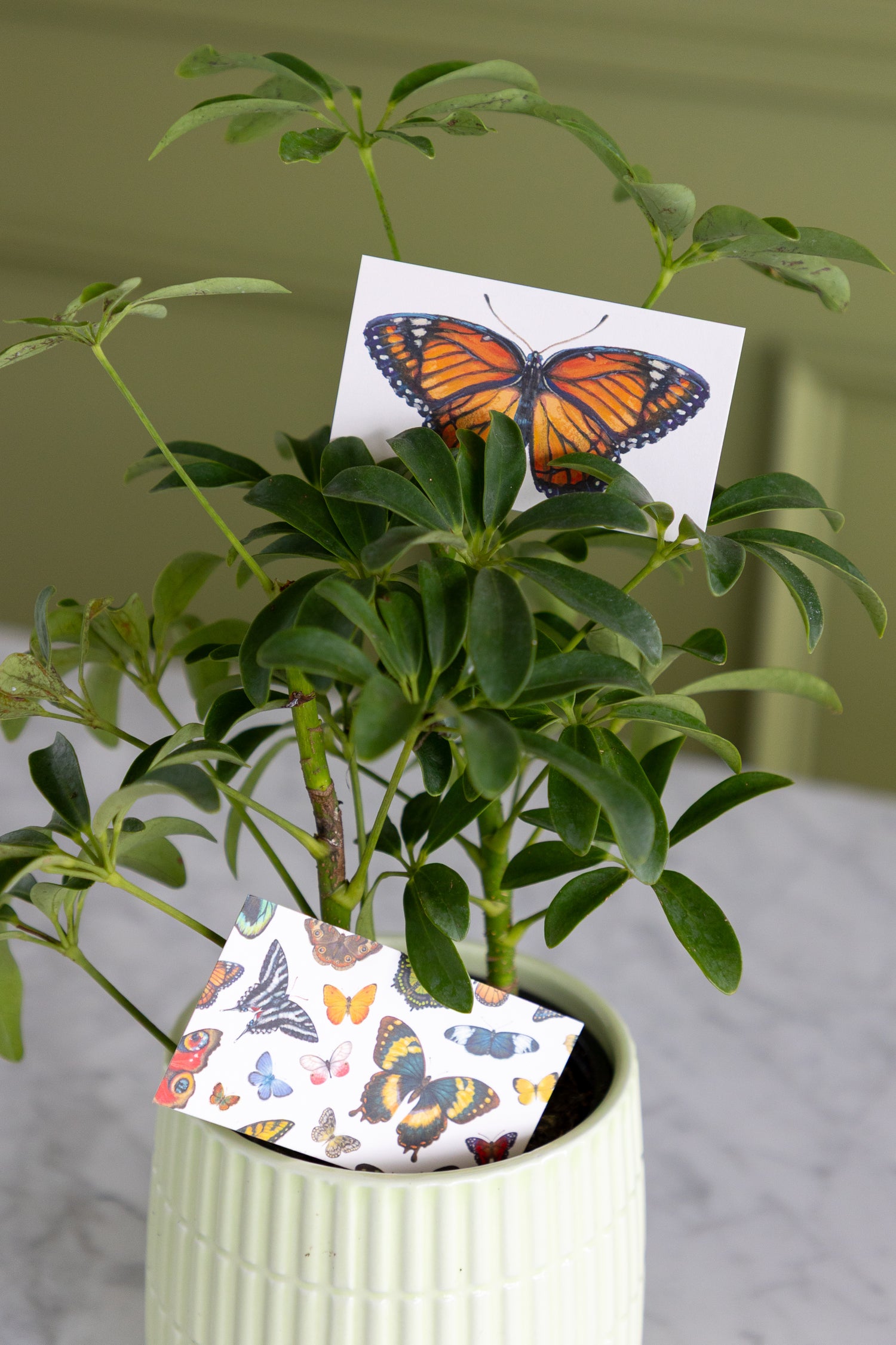 A potted green plant in a pale ribbed ceramic pot, with a small printed card featuring a butterfly tucked into the foliage and another butterfly-patterned card resting in the pot.