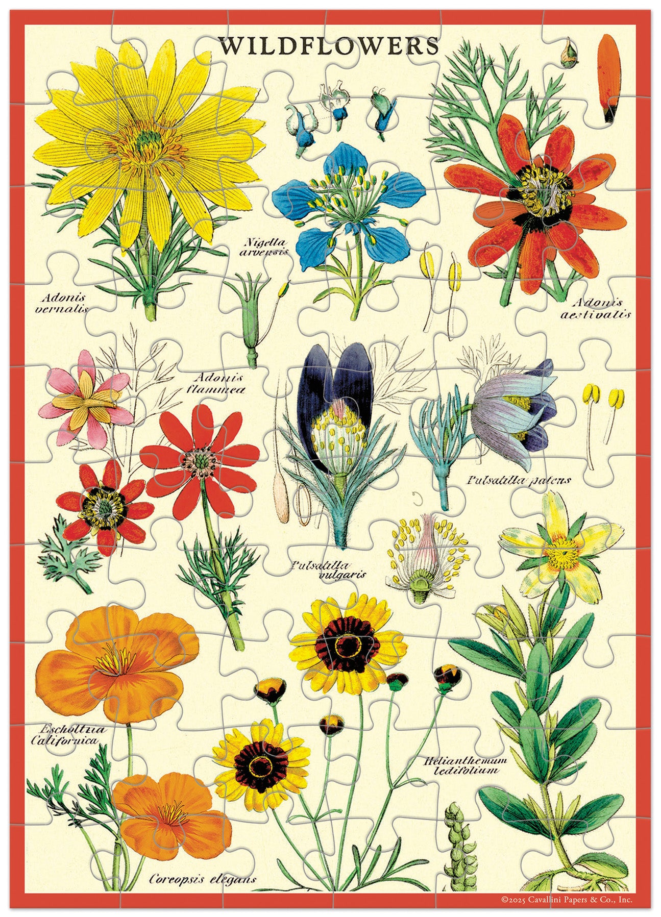 Jigsaw puzzle with illustrations of various wildflowers on a white background.