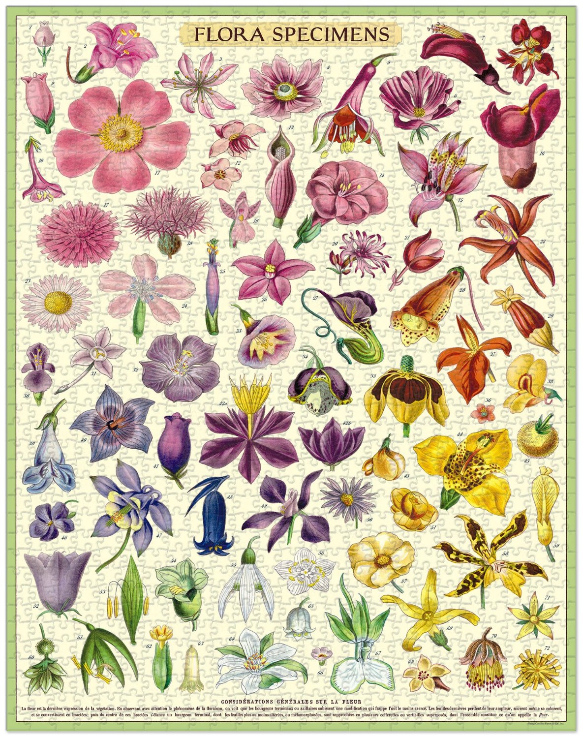 Completed Flora Specimens puzzle