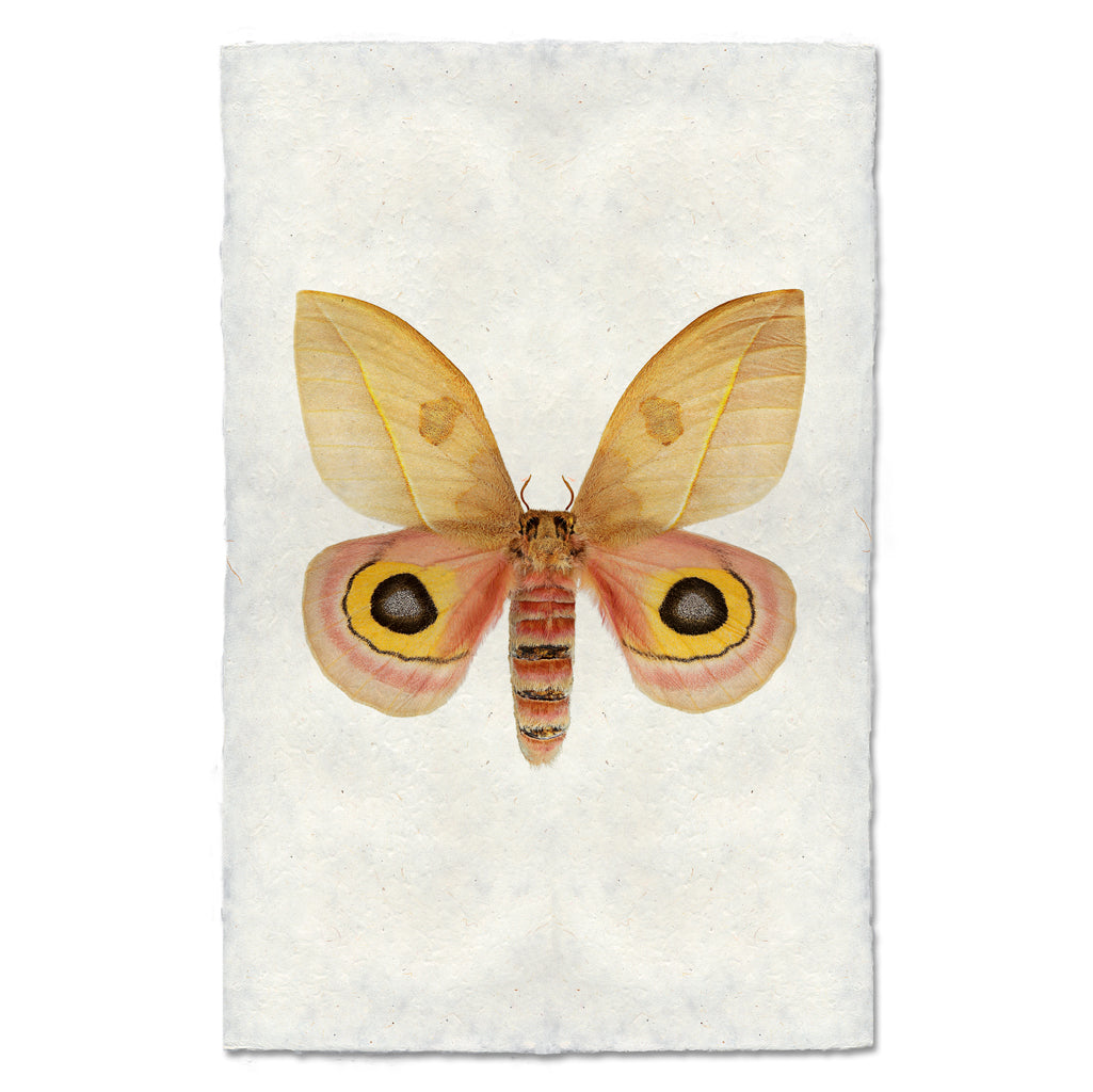 A fine art photography print of a Papilionoidea by Barloga Studios. 