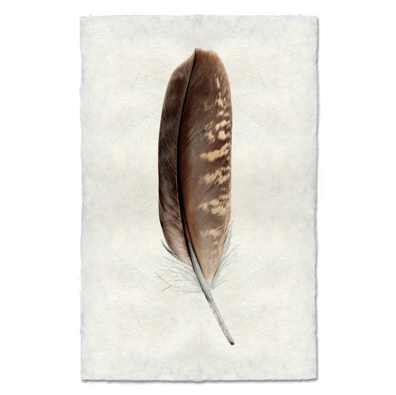 Artwork of a photo of a peregrine falcon feather. 