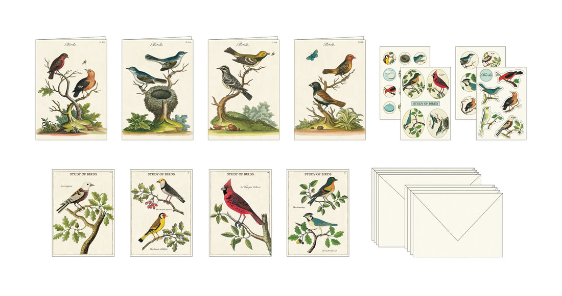 A Birds Stationery Set featuring illustrations of various birds on the packaging from Cavallini Papers &amp; Co.