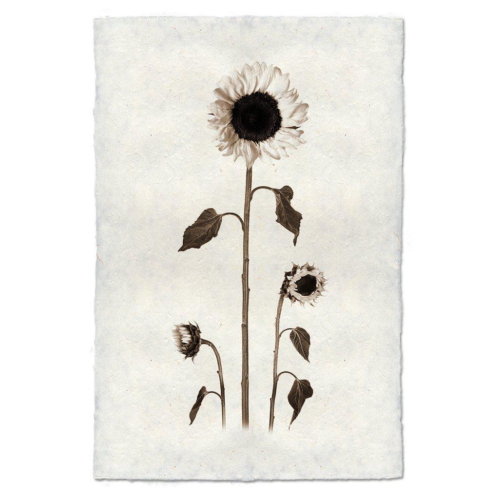 Sunflowers Art Print
